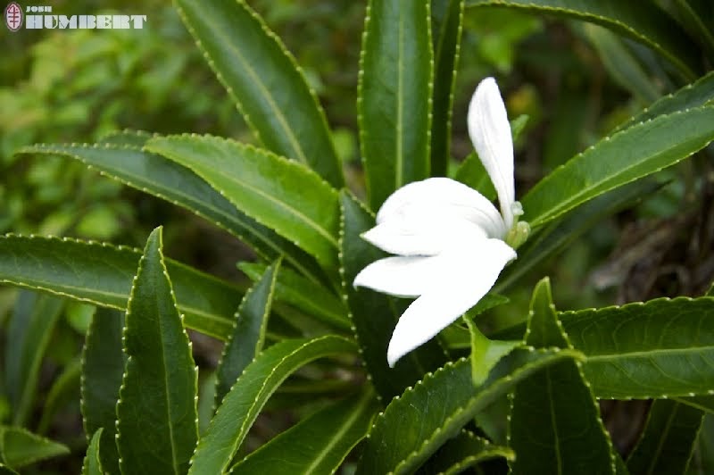 Coconut Radio: The World's Most Mysterious Flower: The Tiare Apetahi
