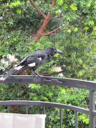 birds ass crazy under visited balcony few
