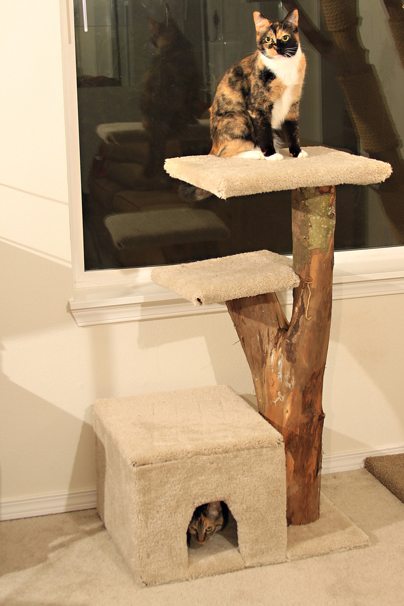 Cat Climbers Cat Climbers!!!!!