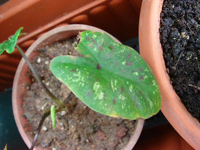 ohiPPo's backyard: Caladiums