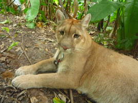 Leoncio