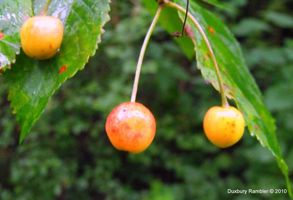 Wild Cherry - Prunus avium