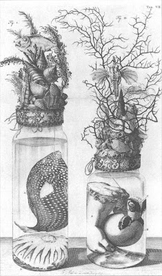 CURIOUS: Dr. Frederick Ruysch