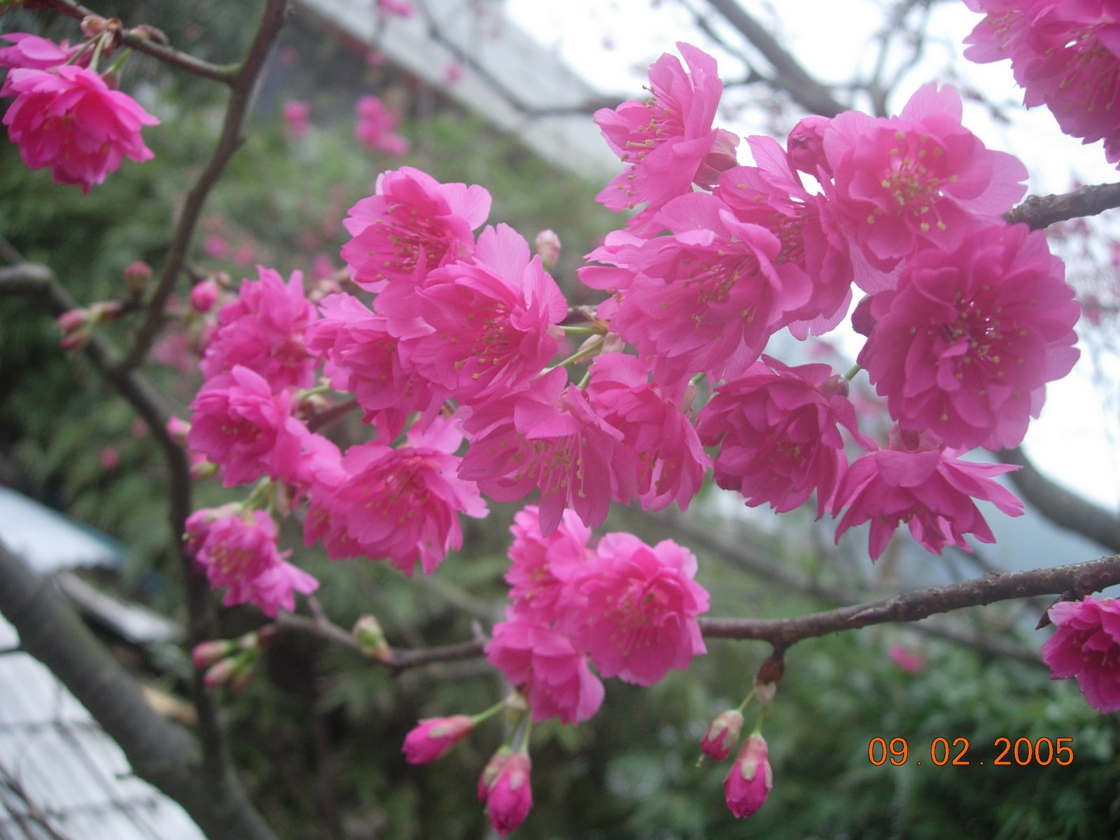 [2005-02-09花卉系列+005.jpg]