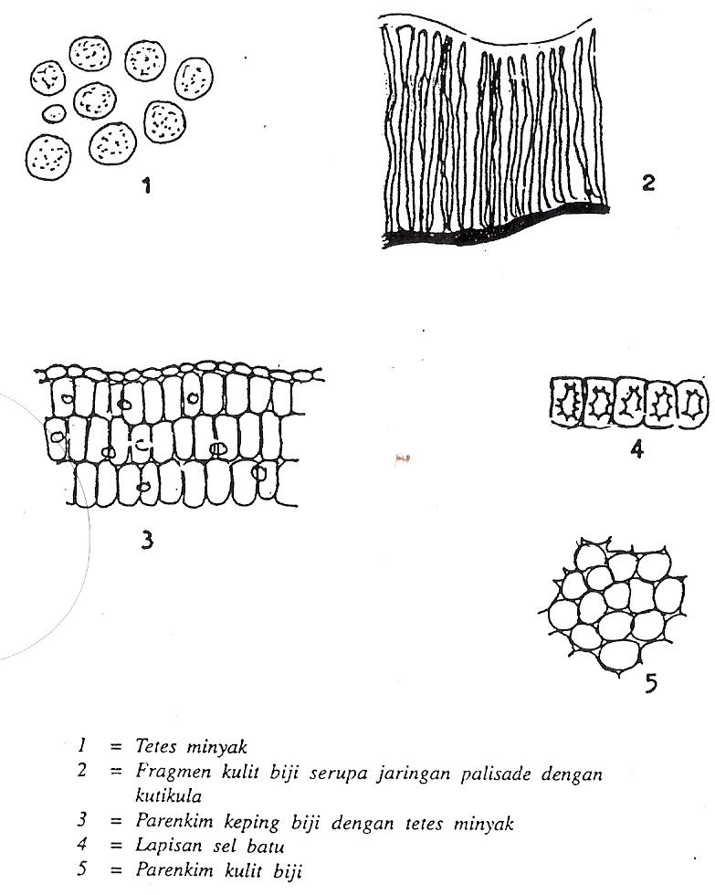 CUCUMIS SATIVUS (Mentimun) Keajaiban Berpikir