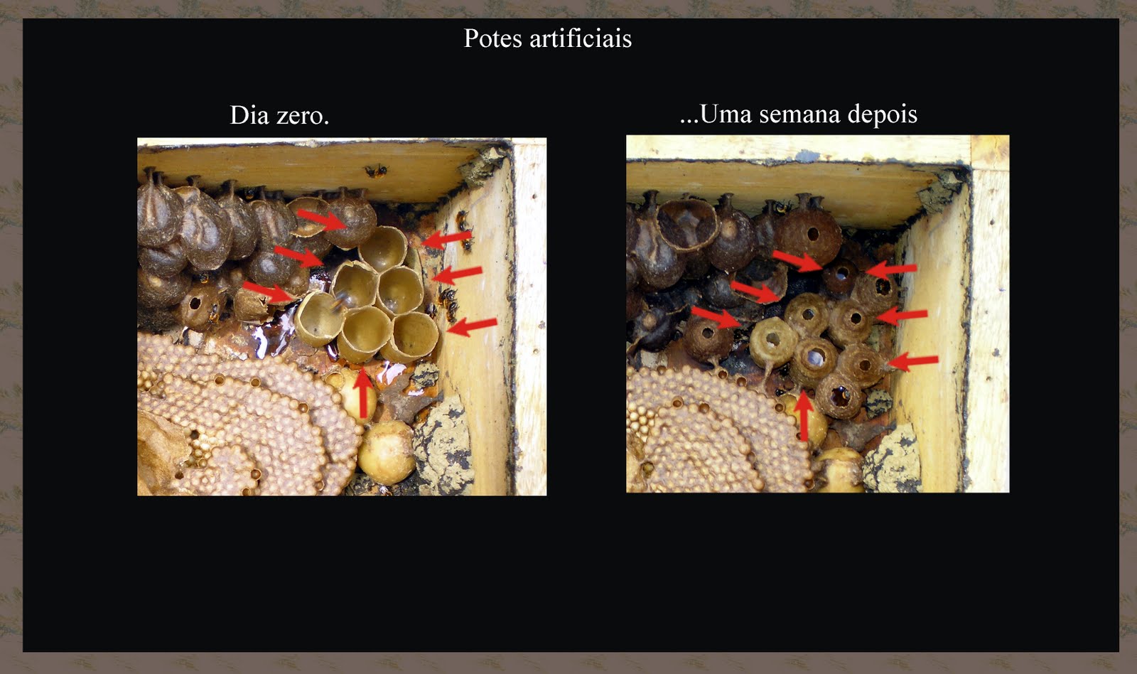 Abelhas do Sabugi - PB: Cera Artificial p/ Abelhas sem Ferrão - Potes ...