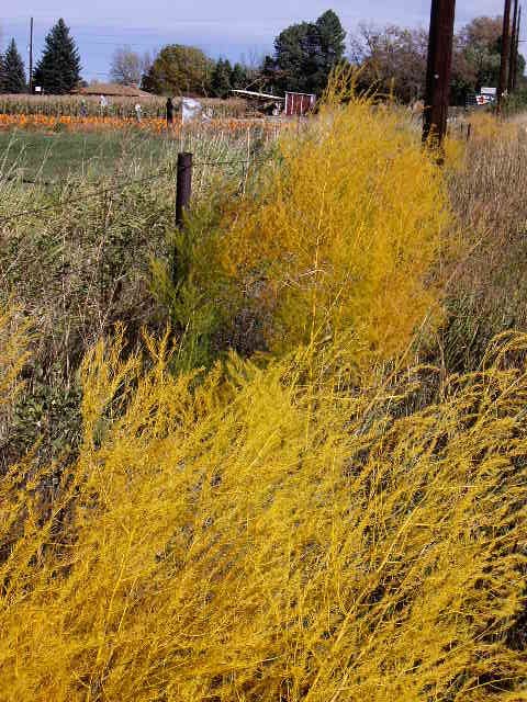 Boulder Fall Colors: Where Are the Wild Asparagus? Boulder Fall Colors: Where Are the Wild Asparagus? Planting Asparagus In The Fall