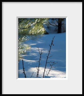 A framed photo of bare winter branches thrust up through the snow in a spot of sunlight filtered by green pines.