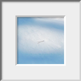 A framed photo of a single pine needle rests lightly on a bed of icy crystals producing a moment of zen.