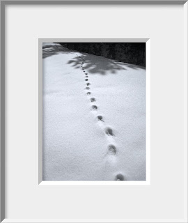 A framed photo of the tracks of a solitary bobcat on a hunt undetected by man or mouse.