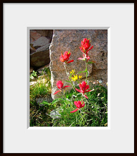 A framed photo of Indian Paintbrush was taken in Colorado's remote high country near Ruby Jewel Lake at an elevation of 11,000 feet.