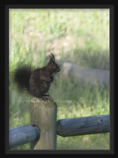 A black Abert squirrel sits on a fence post in the foothills of northern Colorado