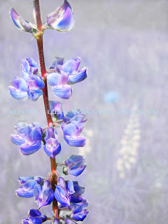 a purple narrow leaf penstemon flower