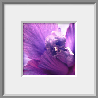 The light catches the delicate purple frills and folds of an iris in this framed close up photo painting.
