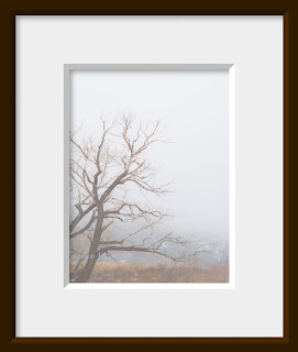 A framed photo of a cottonwood tree reaches into the foggy landscape with twisted branches.