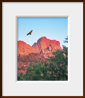 A framed photo of a lone red tailed hawk soars overhead as the sun sinks and lights up the red cliffs of Zion National Park