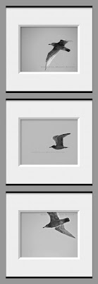 Set of 3 black and white seagull photos