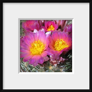 Pink Cushion Cactus Blossoms