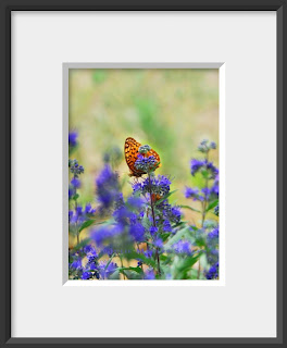 Framed orange butterfly on purple catmint flower.