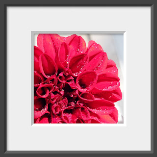 Red ruffly zinnia flower with dew drops.