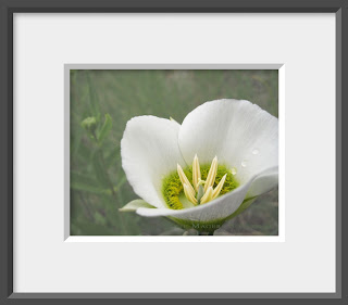 A white wildflower, Sego or Mariposa Lily with dew drops.