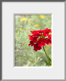 a flower photo of a bright warm red geranium standing out in a summer garden in Colorado