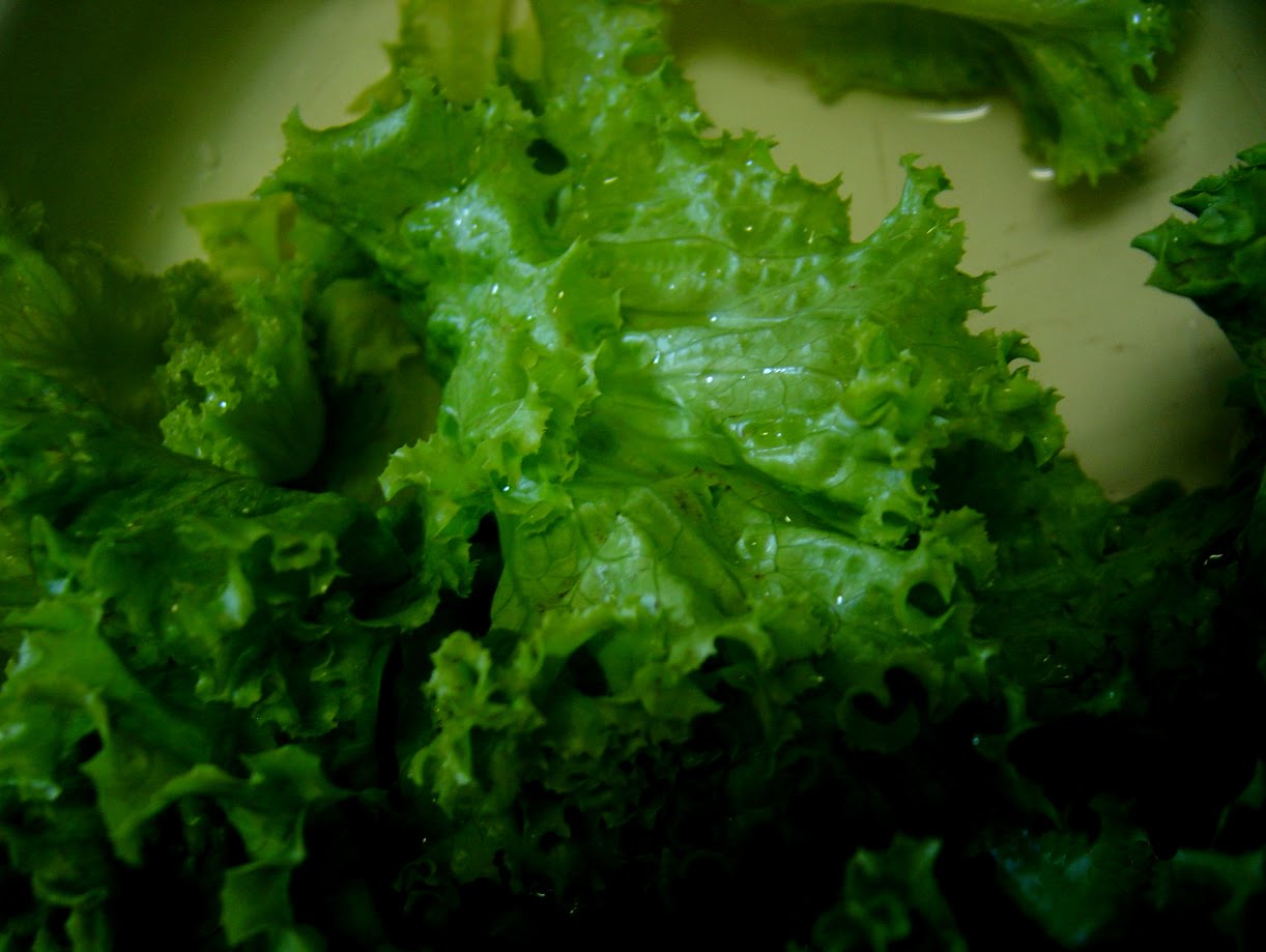 [planta4.jpg]