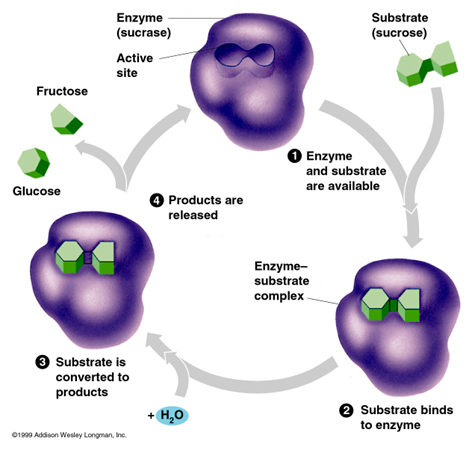 science class activity: chemical changes