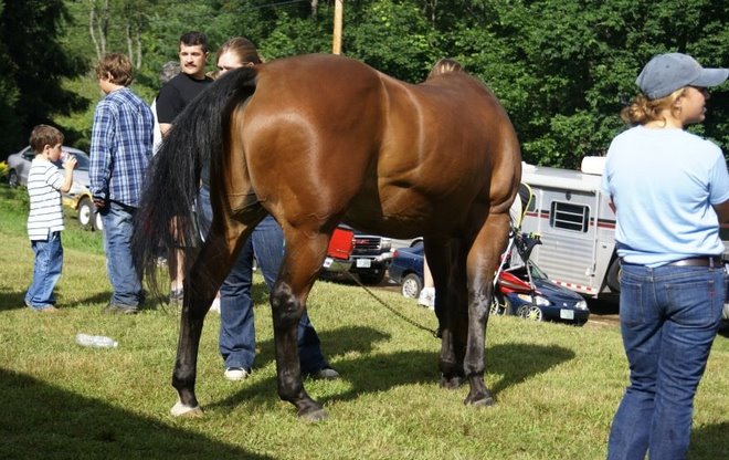 A Handsome Horse at the Cornish Fair