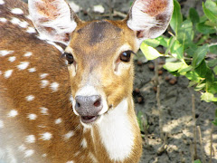 Spotted Deer at Sundarban Mangrove Forest, Reserve area