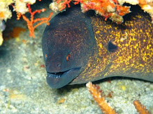 Nusa Penida Mooray Eel