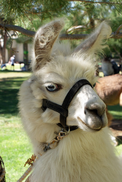 For Llama Llovers