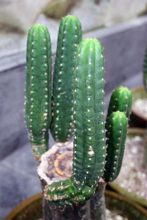 peyote cactus music peyote cactus music