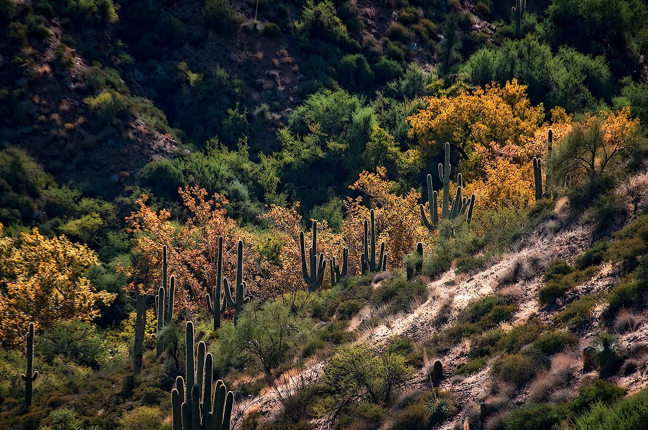 [ApacheTrailSaguaroCanyonNv09_1.jpg]