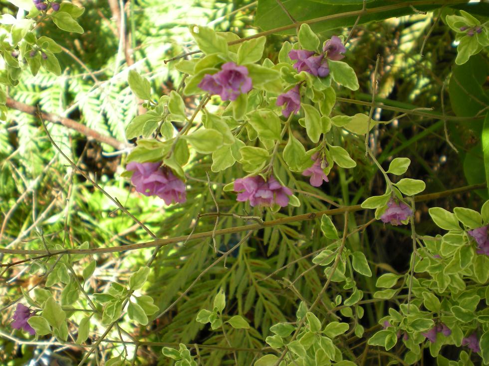 [prostanthera+ovafolium+variegated+flower.JPG]