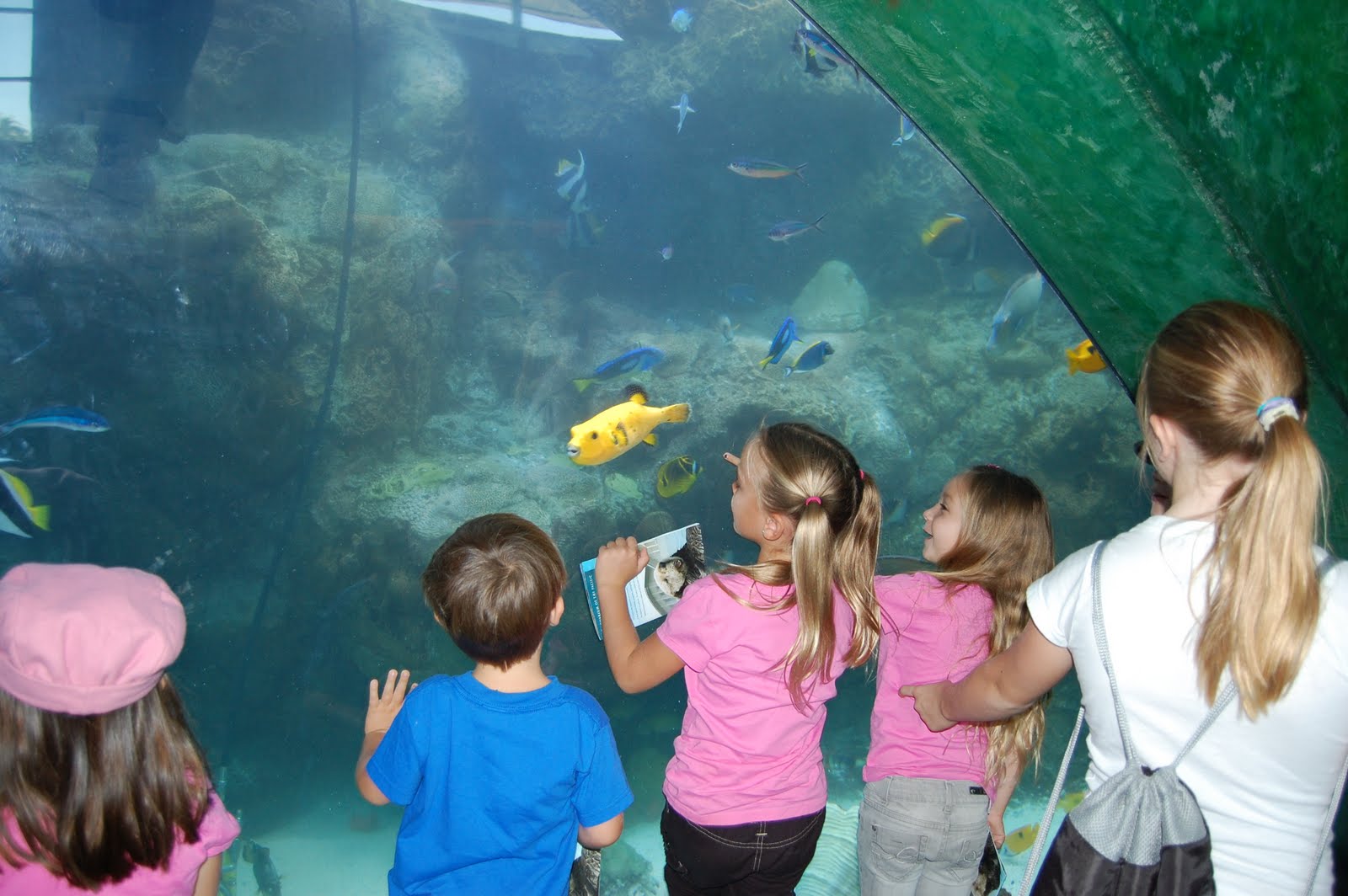 long beach aquarium field trip cost