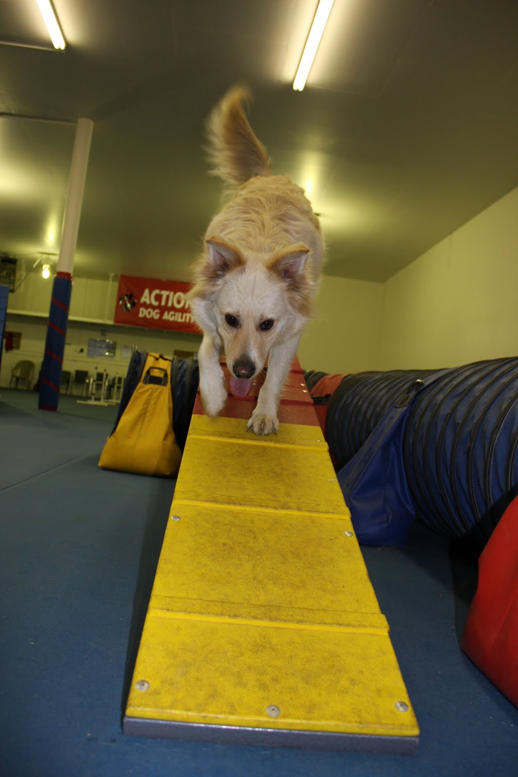 Hot Diggity Dog Sports Agility