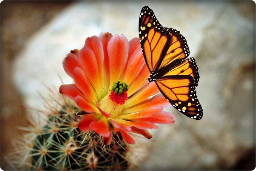 ana_lysa: bunga dan rama-rama