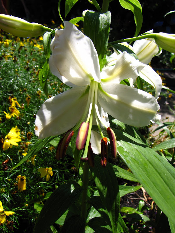A Gardener in Progress Stop and smell the lilies.