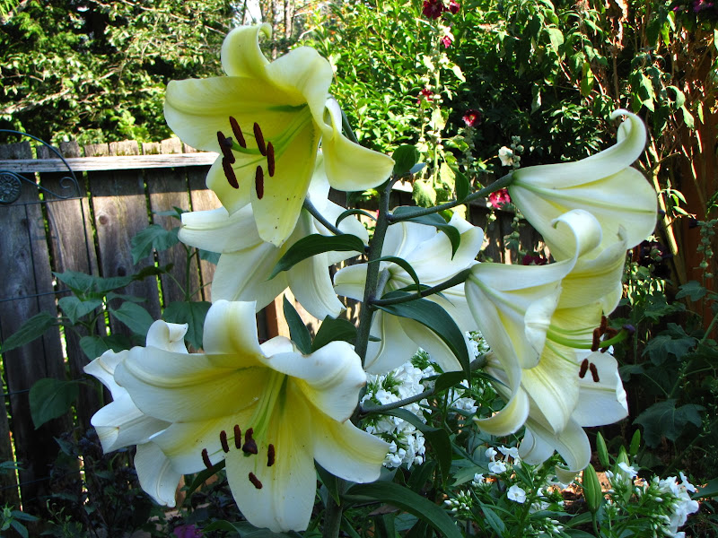 A Gardener in Progress Stop and smell the lilies.