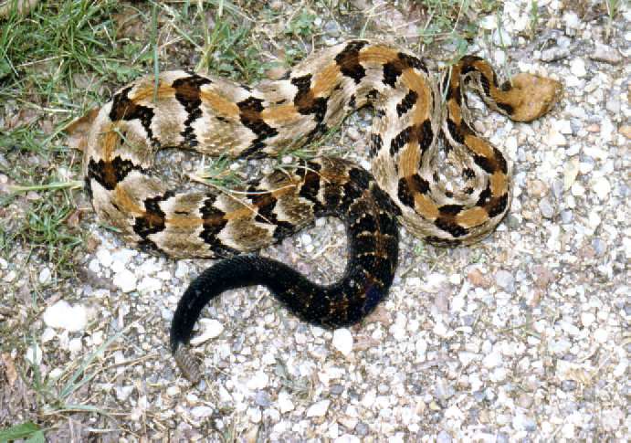 Lion Tales: Mississippi Canebrake Rattlers