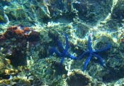 blue starfish   Wallis