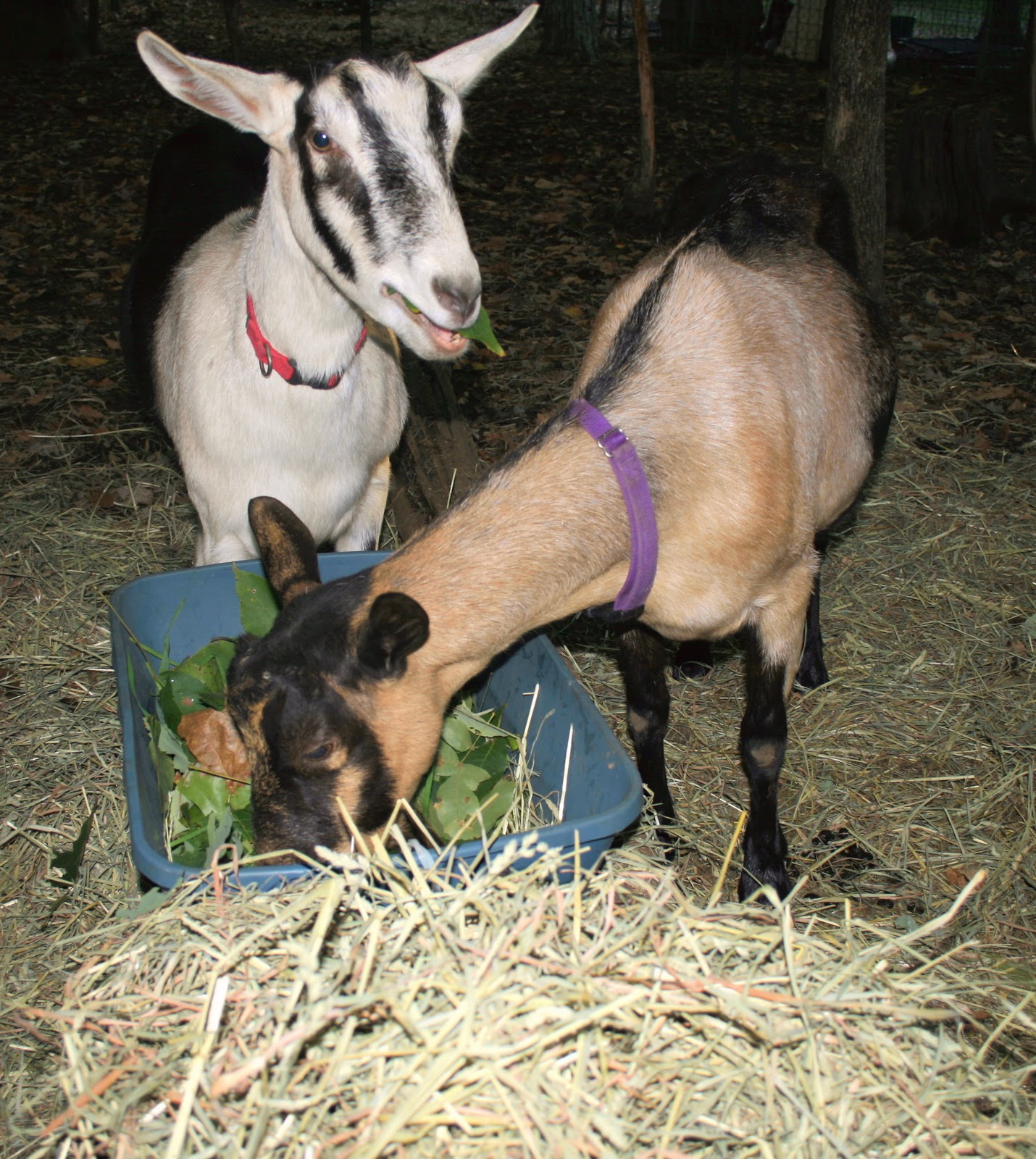 A Tiny Homestead Goats and their greens