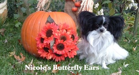 Nicole's Butterfly Ears