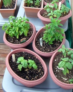 [basil.jpg]