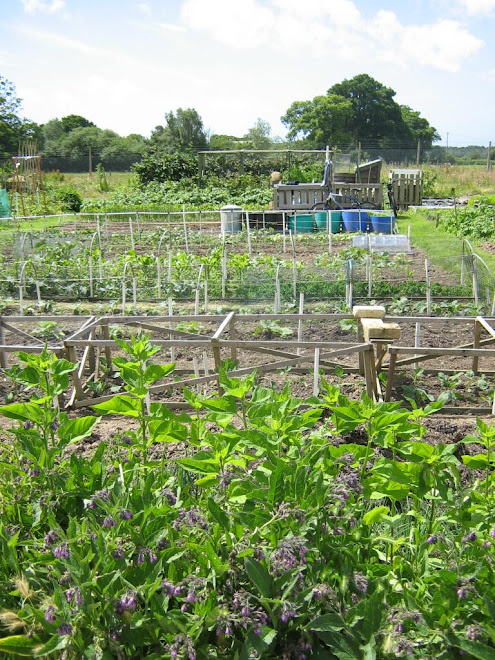 our allotment June 2008