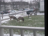 Deer on the lawn