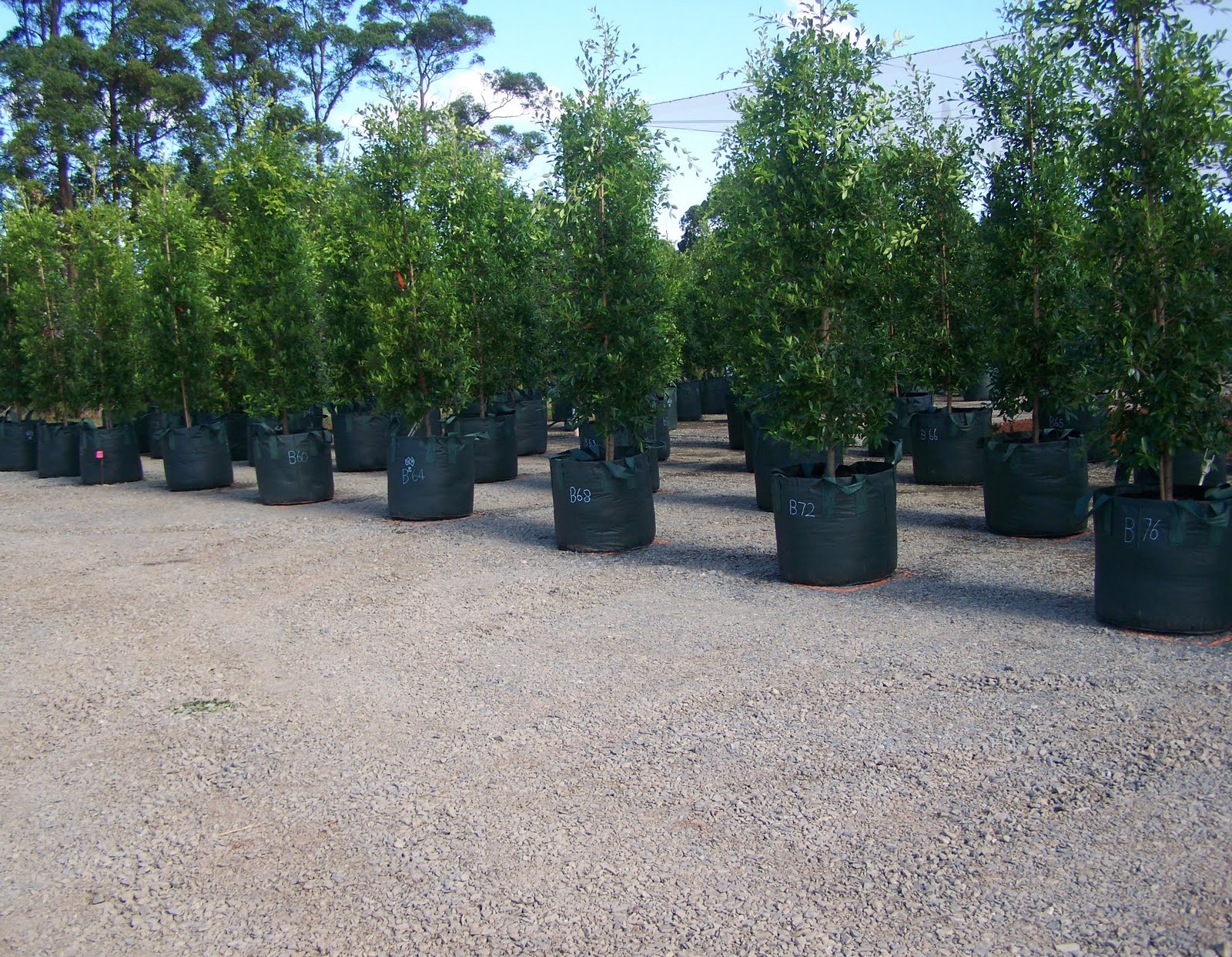 BANGALOW TREE TALES Tree Growing Project Fresh Figs for Sydney!