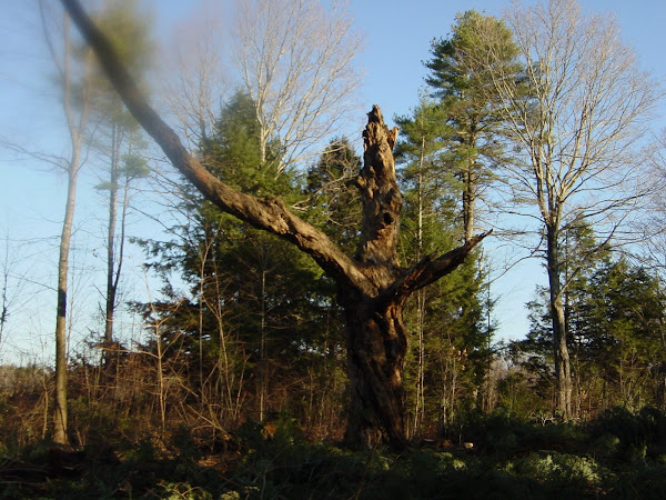 Mr.Spooky Sugar Maple