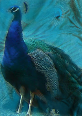 Peacock